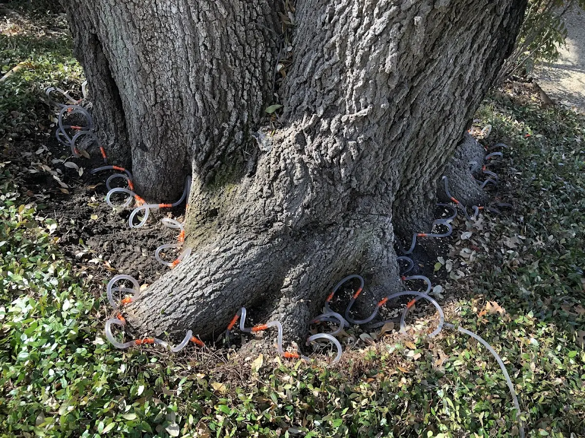 Detailed Tree Cabling and Bracing job site in Shelbina